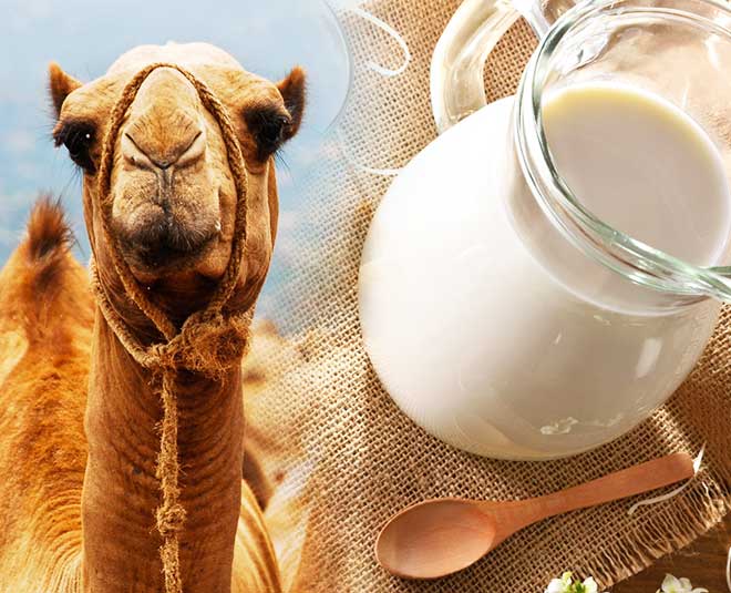 Über uns - Camel Milk Vitality